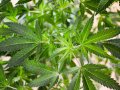 House Committee Will Vote on Federal Marijuana Legalization Bill Next Week