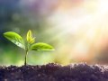 Tend Your Digital Garden: Cultivating a Healthier Relationship with Technology