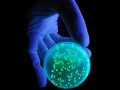 Aurora: Bioterrorism in a Post-COVID World