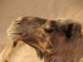 Communicating API Semantics Through Unit Tests