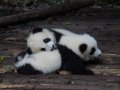 Pandas Groupby Love