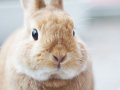 Integrating RabbitMQ and Laravel (2/5) Queues