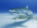 Relational Databases Aren’t Dinosaurs, They’re Sharks