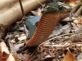 Man Finds Venomous Snake Lurking in Kitchen Cupboard of His New Home