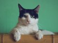 Why my Cat uses Apache Spark for handling Big Data