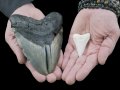 Massive Megalodon Tooth Found 10,000 Feet Beneath Ocean Surface