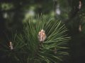 Working with Arrays and Structs in BigQuery