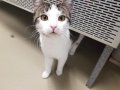 Local Animal Shelter utilizes face recognition technology