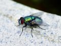 Bird Flu Warning as Blowflies Found Carrying the Virus