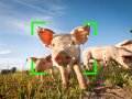 3D Cameras are being used to stop pigs from biting each other