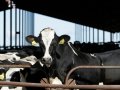 Bird flu found at 4 more California dairy farms
